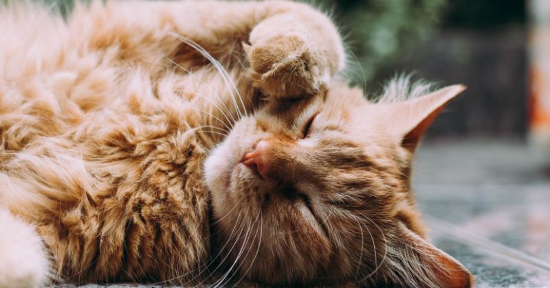 2022 : 25 idées originales de prénom de chat en T
